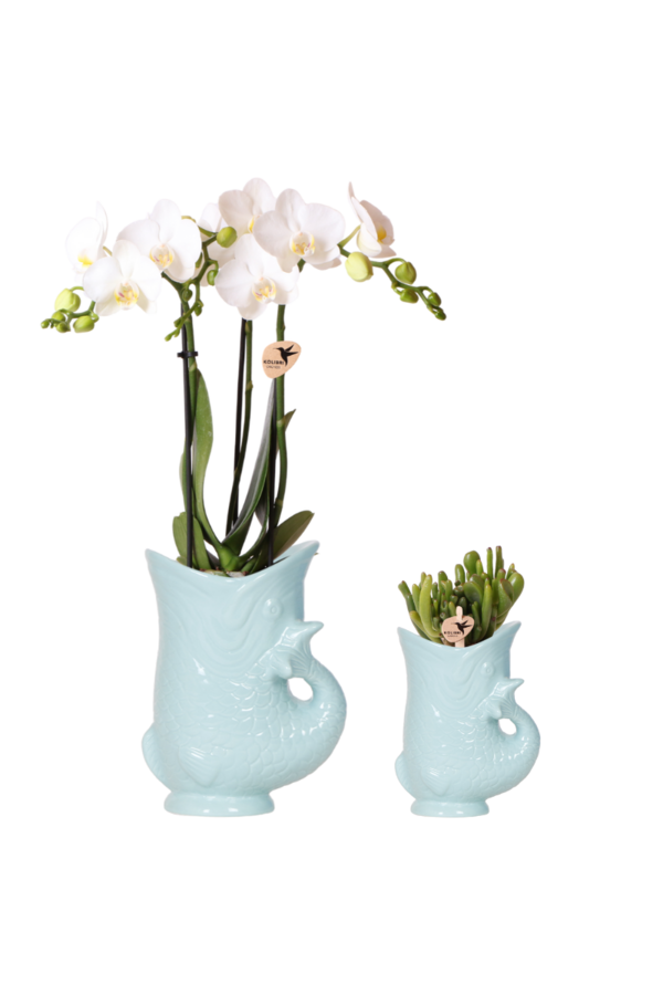 Kolibri-Orchideen | Pflanzenset Fisch Türkis | Set mit weißer Phalaenopsis-Orchidee Amabilis Ø9cm und grüner Pflanze Sukkulente Crassula Hobbit Ø6cm | inkl. türkisfarbenen Keramik-Dekotöpfen