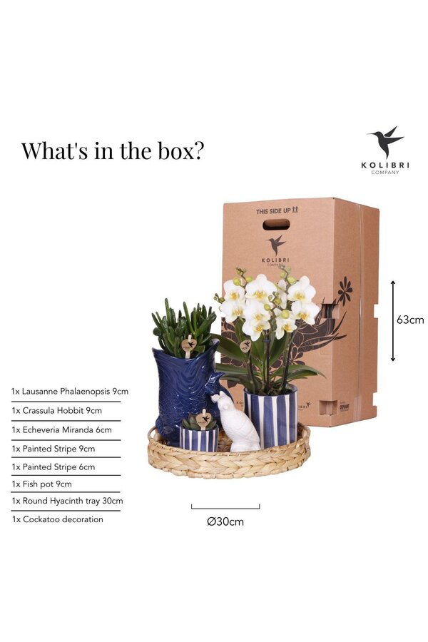 Kolibri-Unternehmen | Pflanzenset Mediterraner Sonnenuntergang | Weiße Phalaenopsis-Orchidee und Sukkulenten inkl. dekorativer Keramiktöpfe