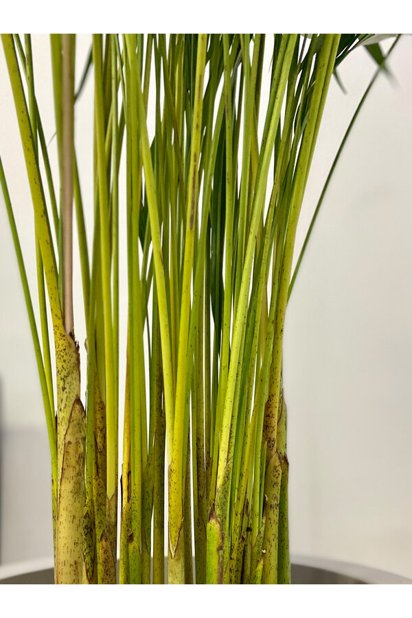 Areca in Mineral vaas