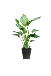 Strelitzia in Mineral pot