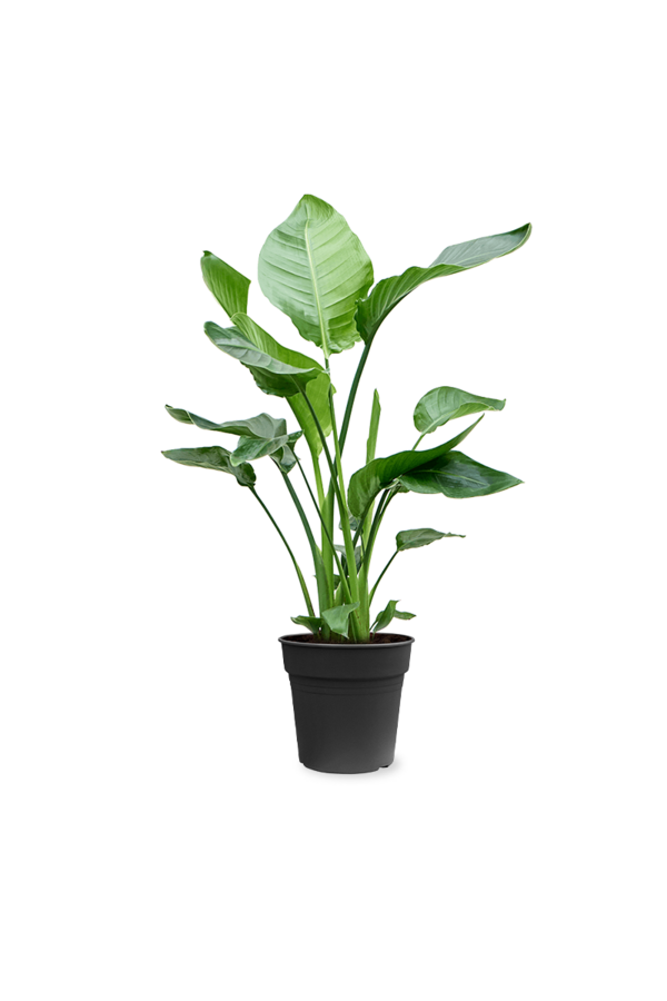 Strelitzia in Mineral vaas