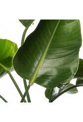 Strelitzia in Mineral vaas