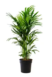 Kentia in Mineral pot