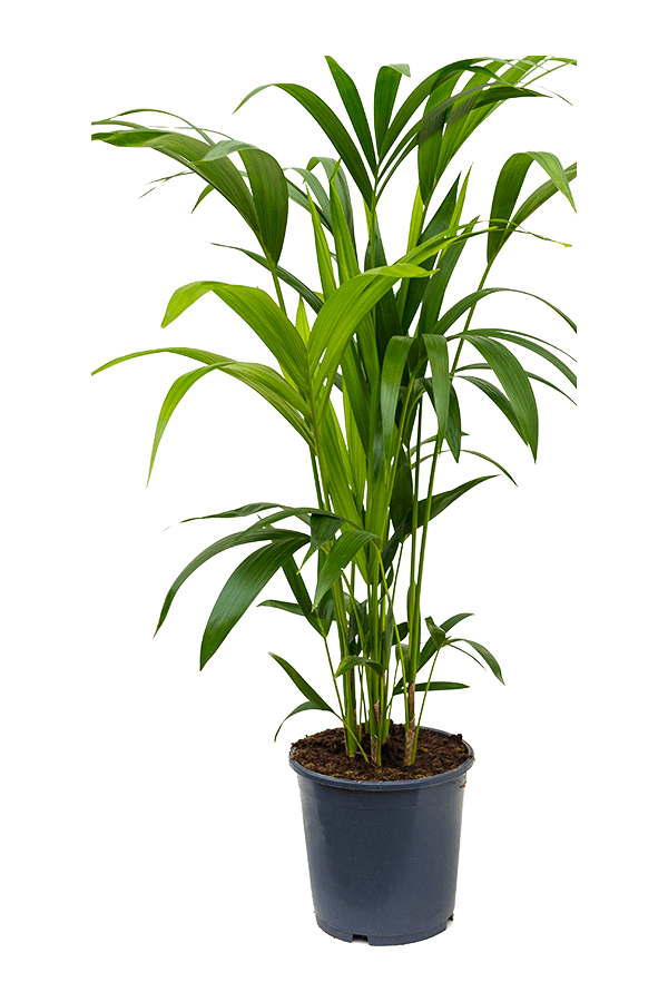 Kentiapalm in Mineral pot