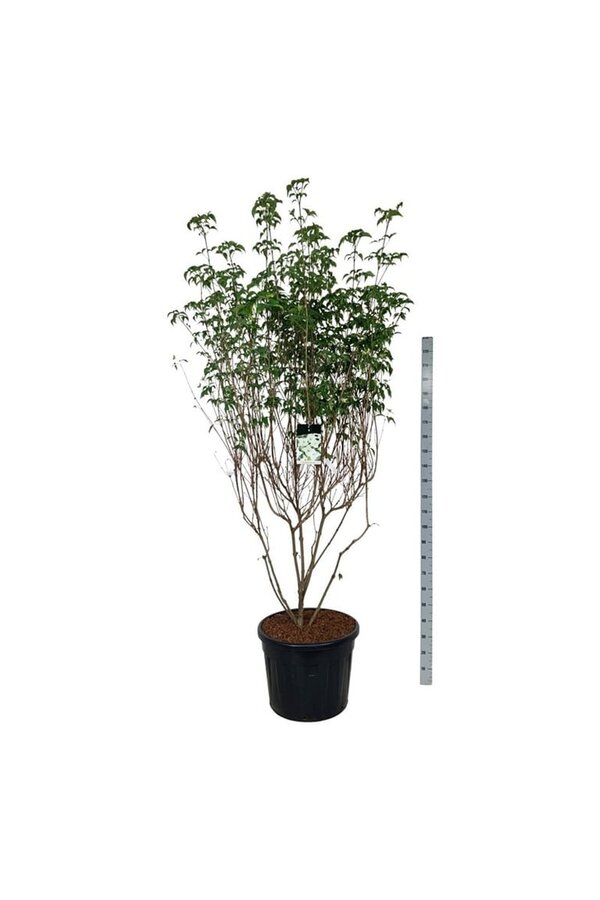 Kornoelje Cornus kousa Milky Way