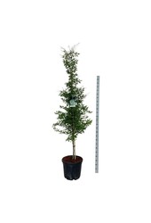 Beukenboom Fagus Aspleniifolia