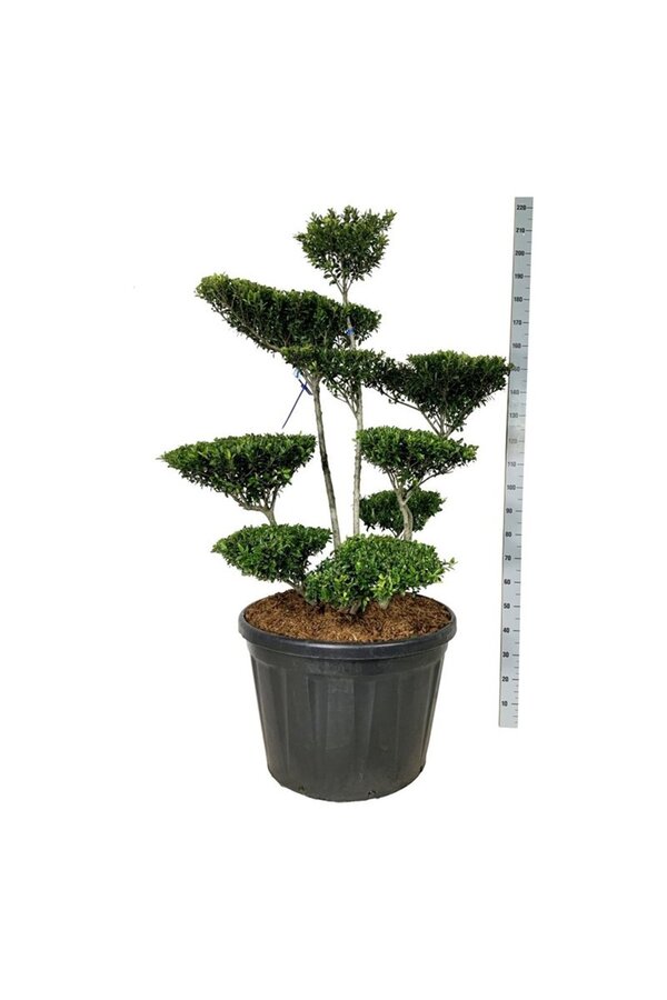 Ilex crenata Blondie