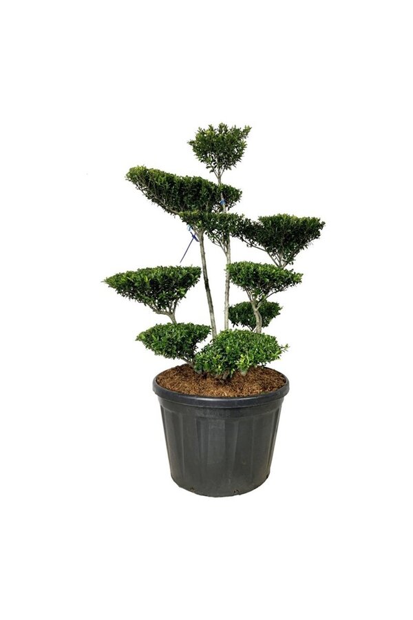 Ilex crenata Blondie