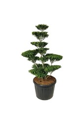 Ilex crenata Blondie