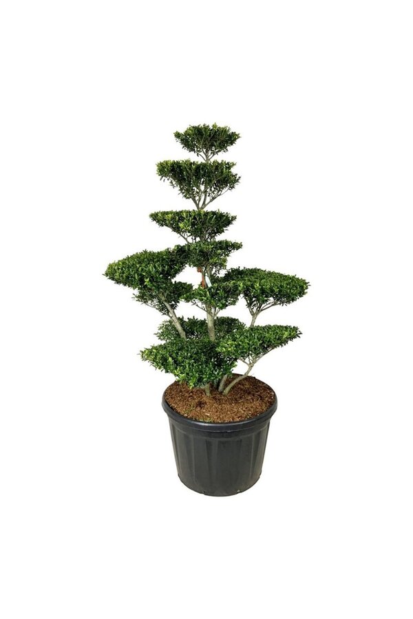 Ilex crenata Blondie