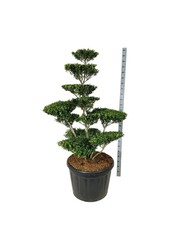 Ilex crenata Blondie