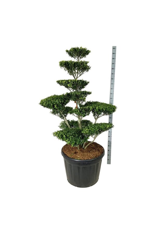 Ilex crenata Blondie