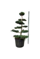 Cipres Juniperus Grey Owl