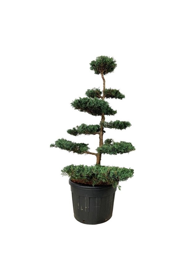 Cipres Juniperus Grey Owl