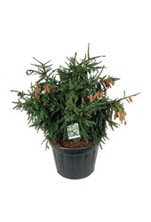 Zilverspar Picea abies Acrocona
