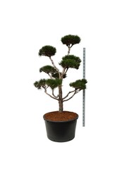 Denneboom Pinus contorta