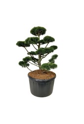 Denneboom Pinus mugo Gnom