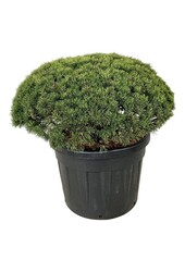 Denneboom Pinus mugo Mops