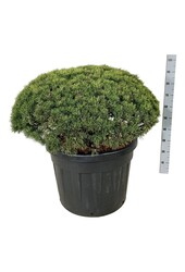 Denneboom Pinus mugo Mops