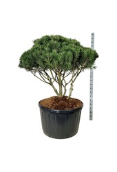 Denneboom Pinus mugo mughus