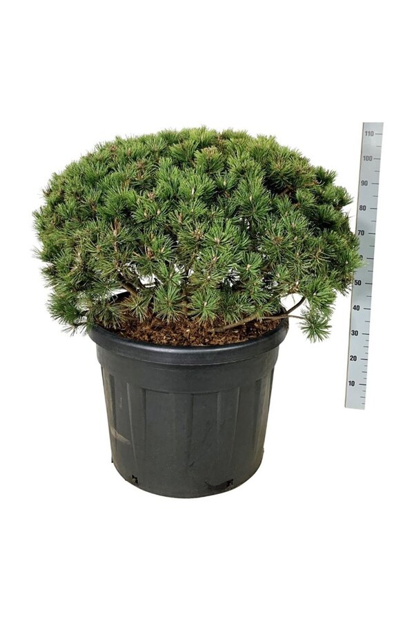 Denneboom Pinus mugo Mumpitz