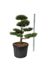 Denneboom Pinus nigra nigra