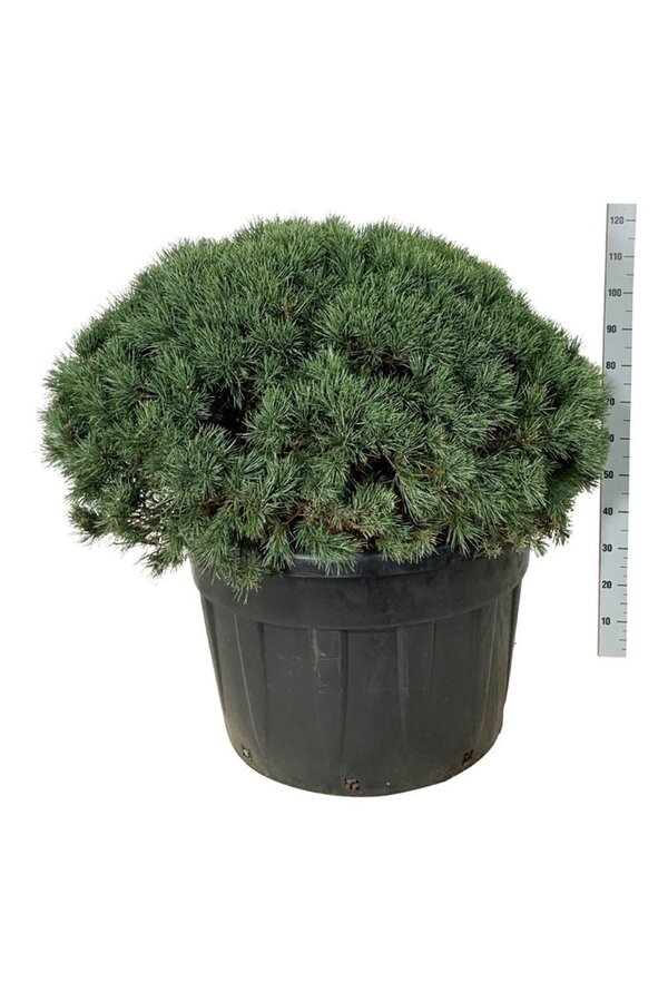 Denneboom Pinus Watereri