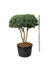 Denneboom Pinus Watereri