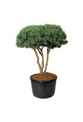 Denneboom Pinus Watereri