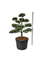 Denneboom Pinus sylvestris