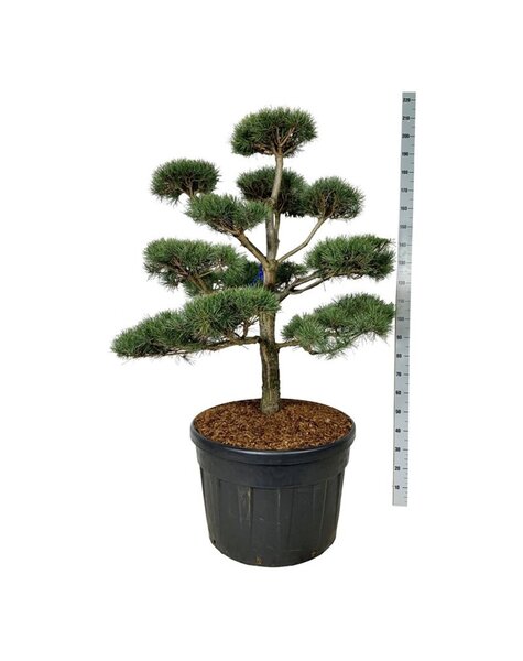 Pinus