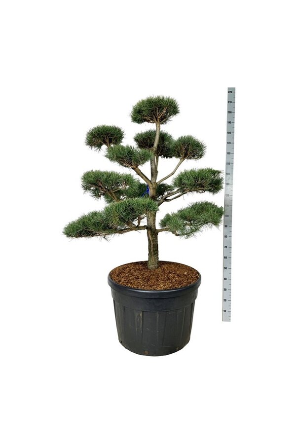 Denneboom Pinus sylvestris