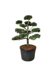 Denneboom Pinus sylvestris
