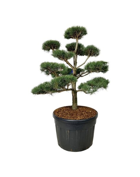 Pinus
