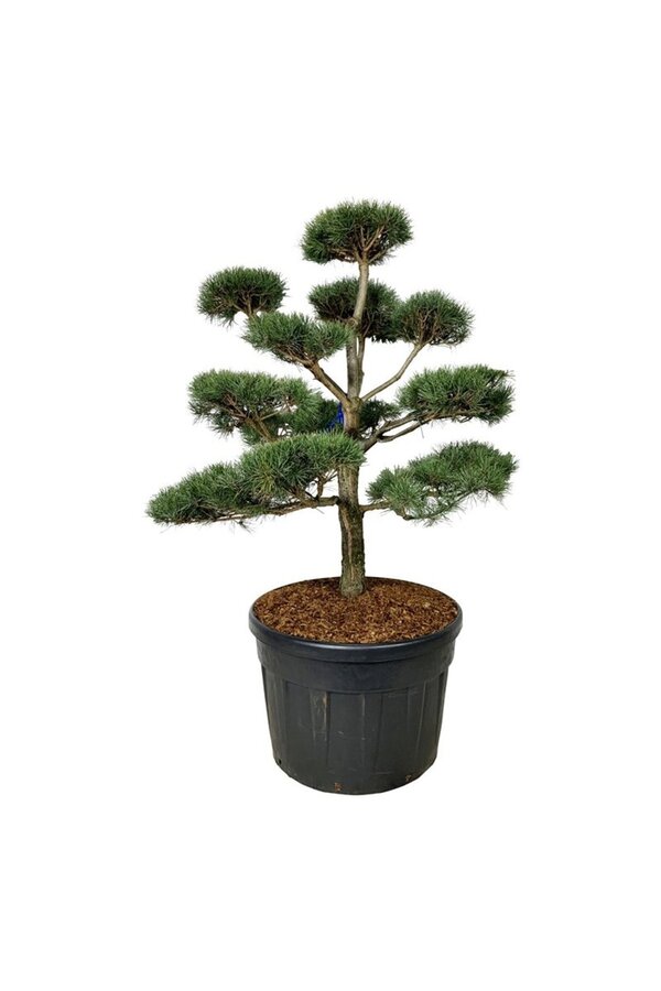 Denneboom Pinus sylvestris