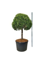 Denneboom Pinus sylvestris