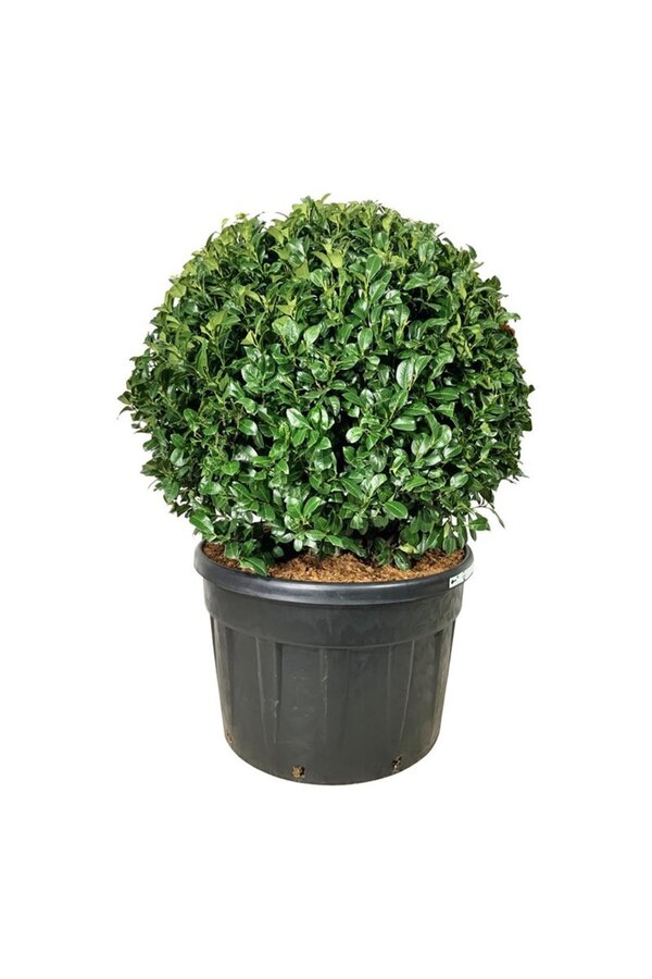 Portugese laurier Prunus Ani PBR