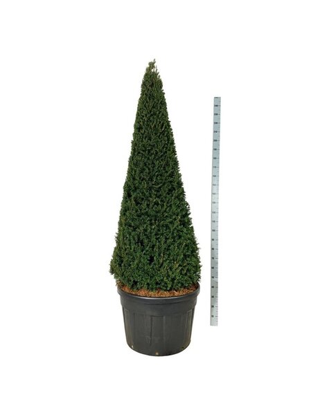 Taxus