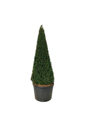 Venijnboom Taxus baccata