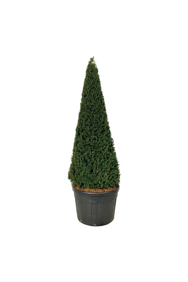Venijnboom Taxus baccata