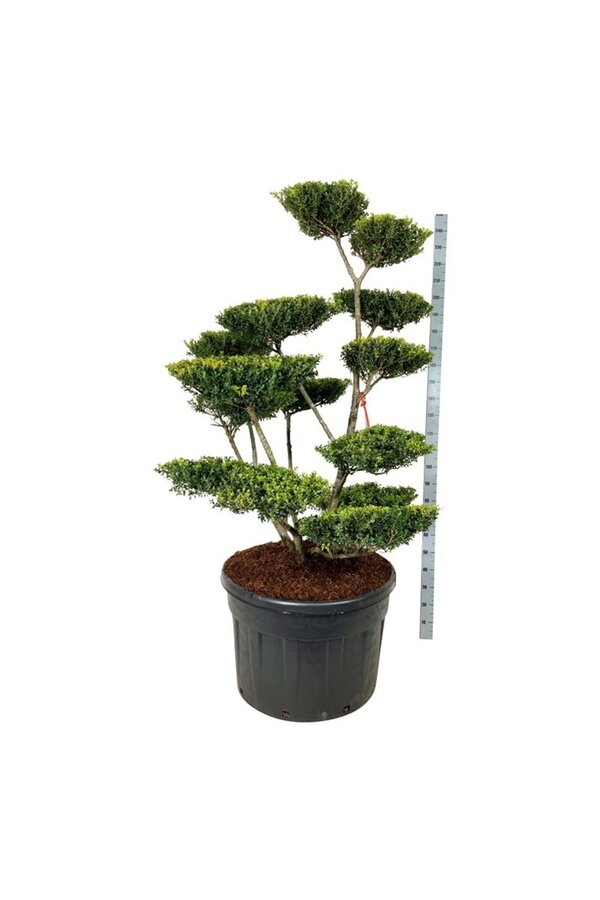 Ilex crenata Green Lustre