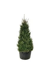 Zilverspar Picea abies