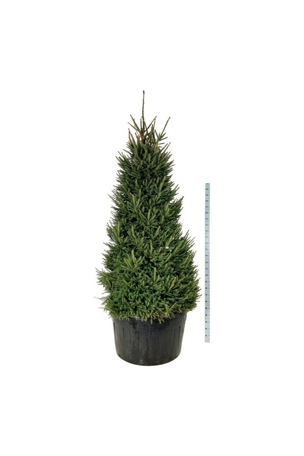 Zilverspar Picea abies