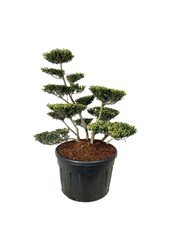 Ilex crenata Green Lustre