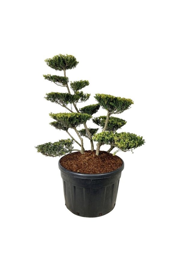 Ilex crenata Green Lustre