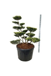 Ilex crenata Green Lustre