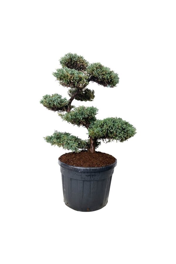 Cipres Juniperus Blue Carpet