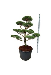 Denneboom Pinus nigra nigra