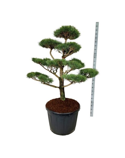 Pinus