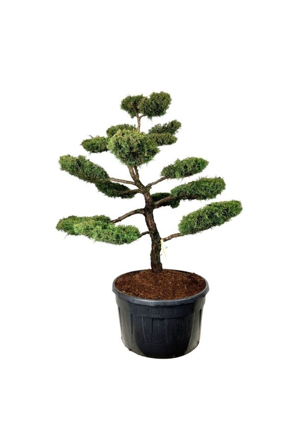 Cipres Juniperus Pfitzeriana Aurea